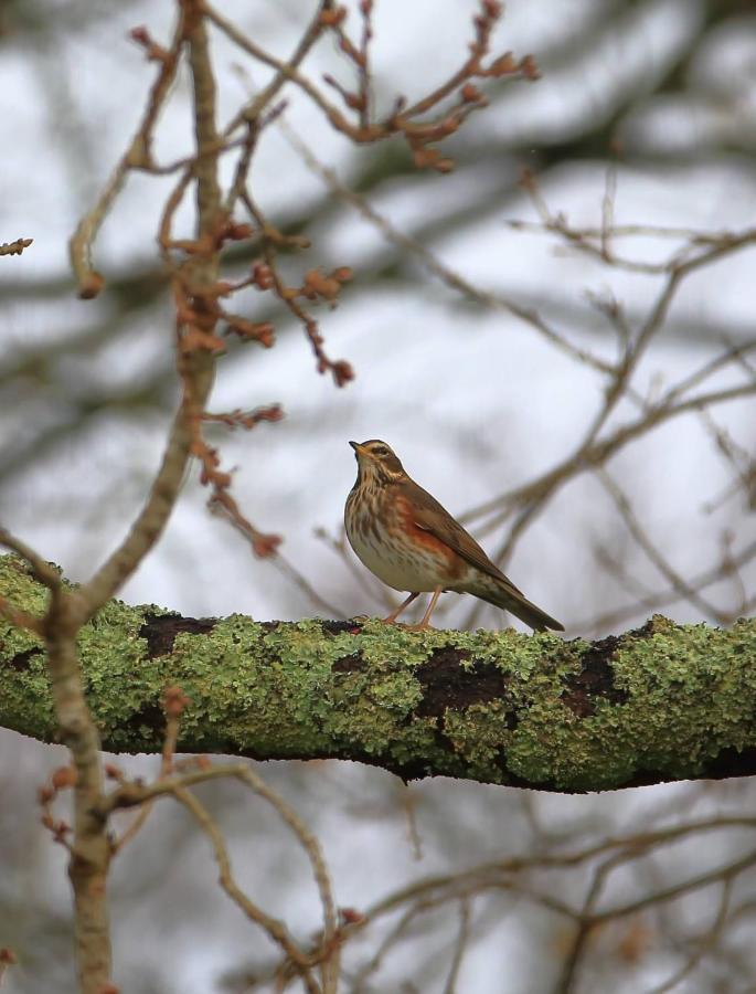 Aux Arbres Chanteurs Ploulech エクステリア 写真
