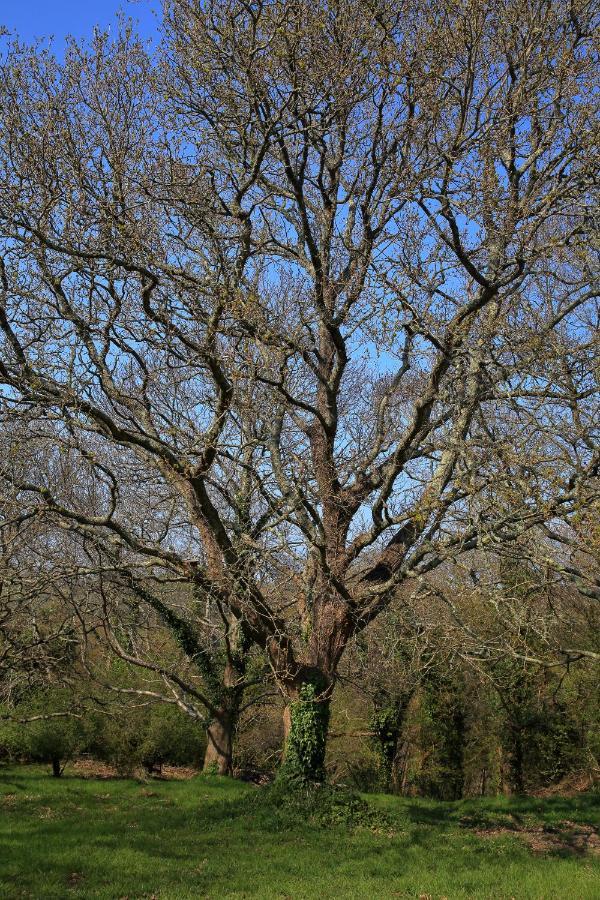 Aux Arbres Chanteurs Ploulech エクステリア 写真