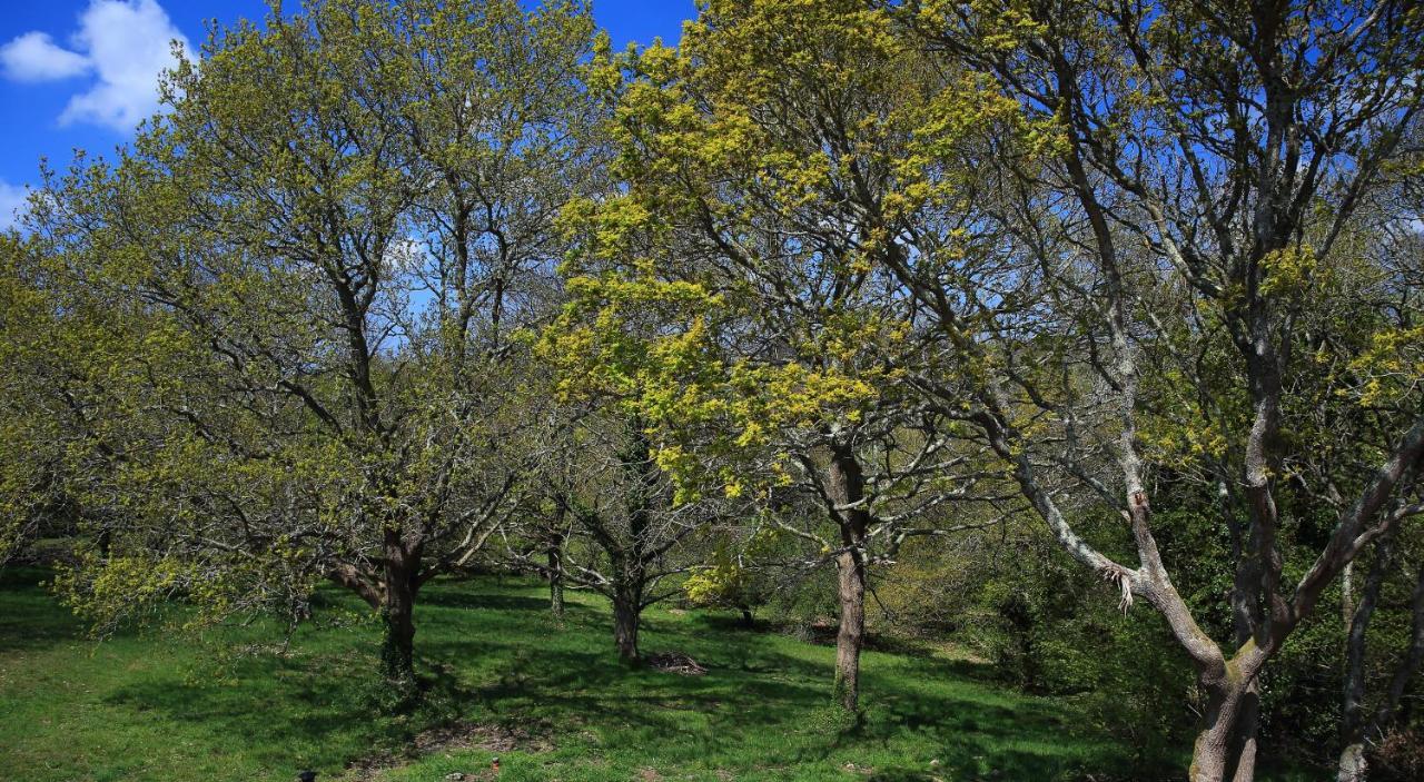 Aux Arbres Chanteurs Ploulech エクステリア 写真